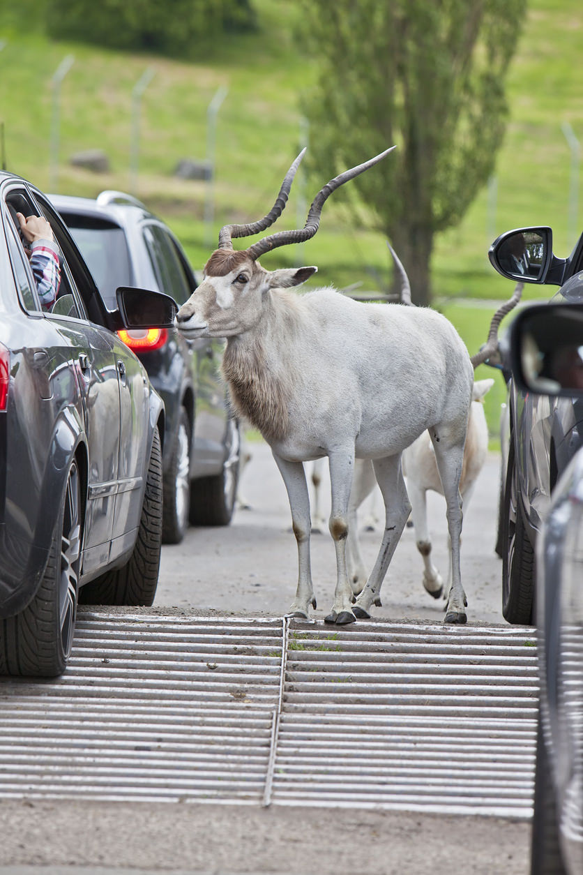 The Best DriveThrough Safari Parks and Zoos in the UK. Carfinance247